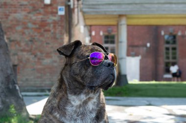 Güneş gözlüğü, pitbul, amstaff, parkta stafford ile mutlu köpek.