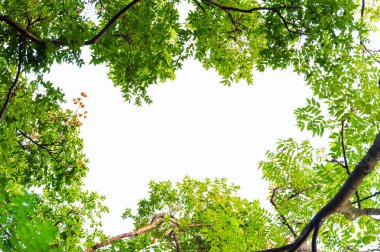 Ağaç dalı ve mavi gökyüzü ile üst görünüm