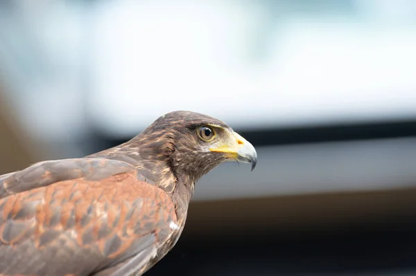 The hawk straight face expression of eye