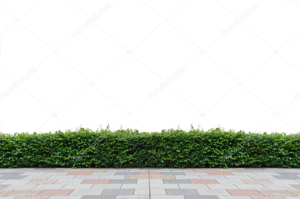 Green hedge or Green Leaves Wall on isolated