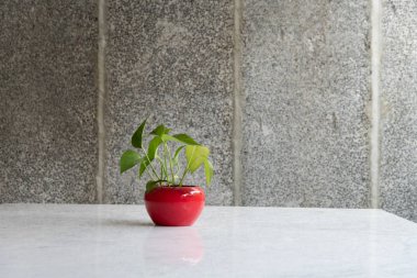 Green plant in a white flowerpot on a wooden desk clipart