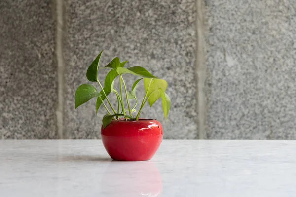 Planta verde en maceta blanca sobre un escritorio de madera —  Fotos de Stock