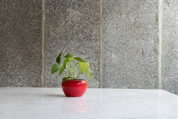 Зеленое растение в белом цветочном горшке на деревянном столе — стоковое фото