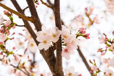 Baharda arkaplan için kiraz çiçeği ya da metin için kopyalama alanı