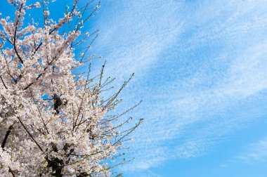 Kiraz çiçekleriyle Japon bahar manzarası.
