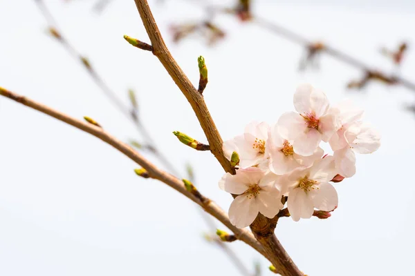 Flor de cerezo en primavera para el fondo o espacio de copia para el texto —  Fotos de Stock