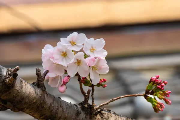 Kirschblüte im Frühling für Hintergrund oder Kopierraum für Text — Stockfoto