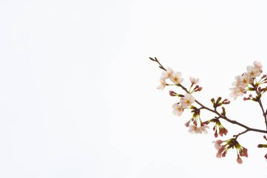 Baharda arkaplan için kiraz çiçeği ya da metin için kopyalama alanı 