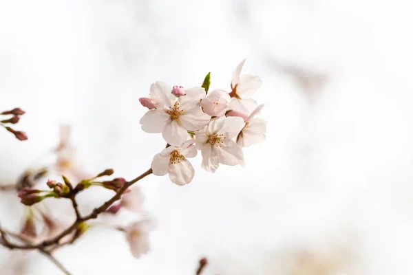 Cseresznyevirág tavasszal háttér vagy másolás helyet szöveg — Stock Fotó