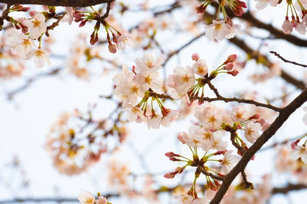 春の桜の背景やテキストのためのスペースをコピー — ストック写真