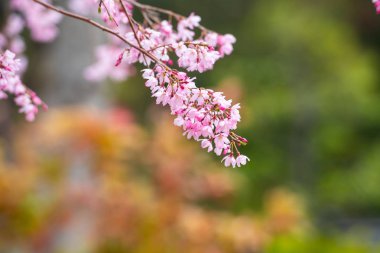 Baharda arkaplan için kiraz çiçeği ya da metin için kopyalama alanı 