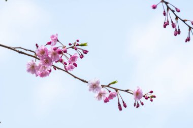 Baharda arkaplan için kiraz çiçeği ya da metin için kopyalama alanı 