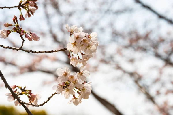 Kirschblüte im Frühling für Hintergrund oder Kopierraum für Text — Stockfoto