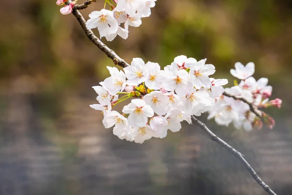 春の桜の背景やテキストのためのスペースをコピー — ストック写真