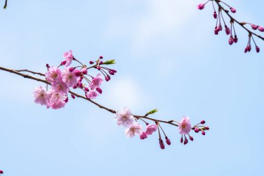 Baharda arkaplan için kiraz çiçeği ya da metin için kopyalama alanı 