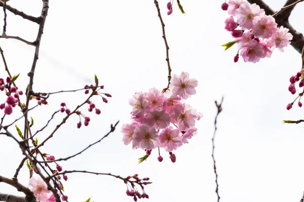 Fleurs de cerisier au printemps pour l'arrière-plan ou l'espace de copie pour le texte — Photo