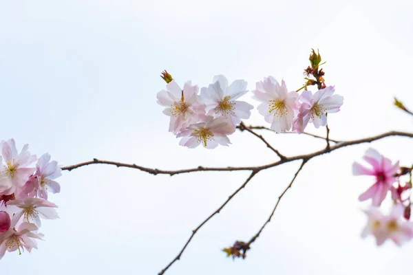 Fiori di ciliegio in primavera per lo sfondo o copiare lo spazio per il testo — Foto Stock