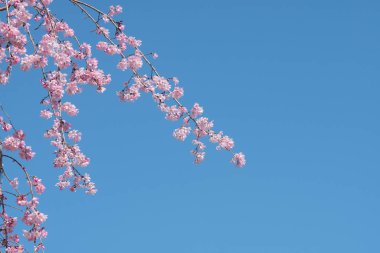 Baharda arkaplan için kiraz çiçeği ya da metin için kopyalama alanı 