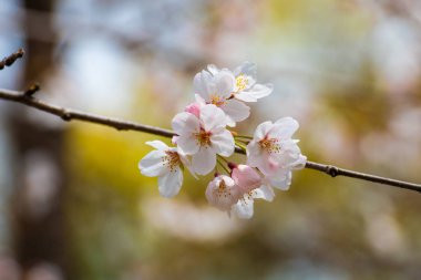 Baharda arkaplan için kiraz çiçeği ya da metin için kopyalama alanı 