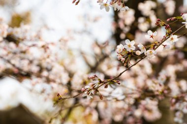 Baharda arkaplan için kiraz çiçeği ya da metin için kopyalama alanı 