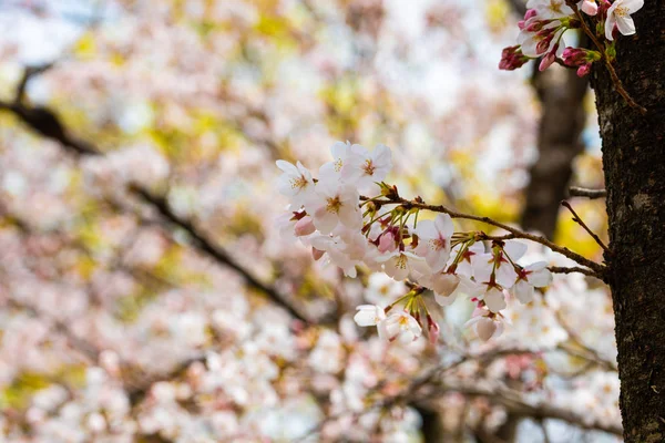 Kirschblüte im Frühling für Hintergrund oder Kopierraum für Text — Stockfoto