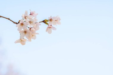 Baharda arkaplan için kiraz çiçeği ya da metin için kopyalama alanı 