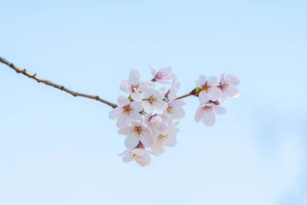 Flor de cerejeira na primavera para fundo ou espaço de cópia para texto — Fotografia de Stock