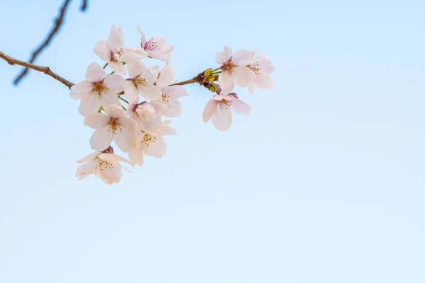 Cherry blossom in spring for background or copy space for text — Stock Photo, Image