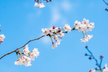Baharda arkaplan için kiraz çiçeği ya da metin için kopyalama alanı 
