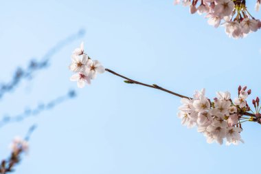 Baharda arkaplan için kiraz çiçeği ya da metin için kopyalama alanı 