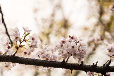 Baharda arkaplan için kiraz çiçeği ya da metin için kopyalama alanı 