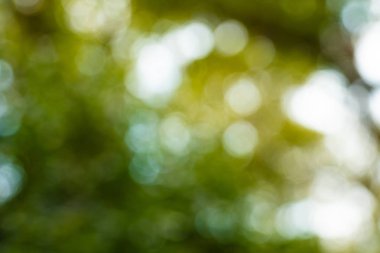 Yeşil bokeh, doğa ormanının arka planında odak dışı.