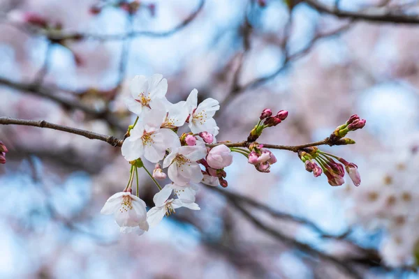 Fiori di ciliegio in primavera per lo sfondo o copiare lo spazio per il testo — Foto Stock