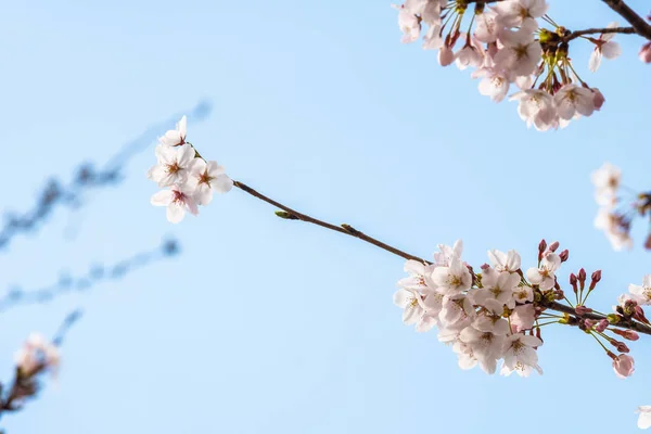 Fiori di ciliegio in primavera per lo sfondo o copiare lo spazio per il testo — Foto Stock