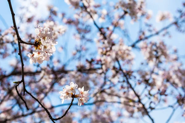 Kirschblüte im Frühling für Hintergrund oder Kopierraum für Text — Stockfoto