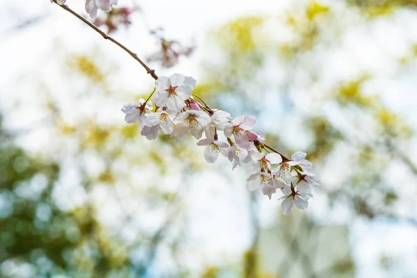 Körsbärsblomma på våren för bakgrund eller kopiera utrymme för text — Stockfoto
