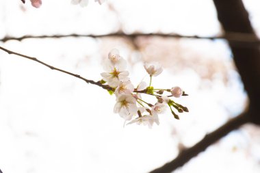 Baharda arkaplan için kiraz çiçeği ya da metin için kopyalama alanı 