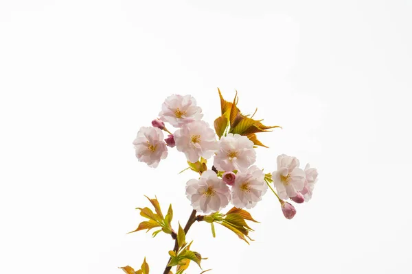 Flor de cerejeira na primavera para fundo ou espaço de cópia para texto — Fotografia de Stock