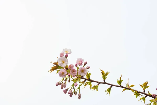 Fleurs de cerisier au printemps pour l'arrière-plan ou l'espace de copie pour le texte — Photo