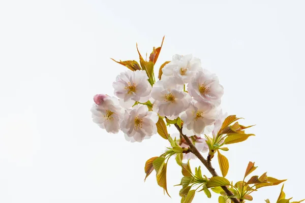 Flor de cerejeira na primavera para fundo ou espaço de cópia para texto — Fotografia de Stock