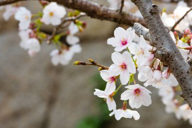 Baharda arkaplan için kiraz çiçeği ya da metin için kopyalama alanı 