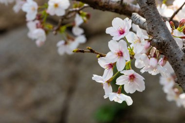 Baharda arkaplan için kiraz çiçeği ya da metin için kopyalama alanı 