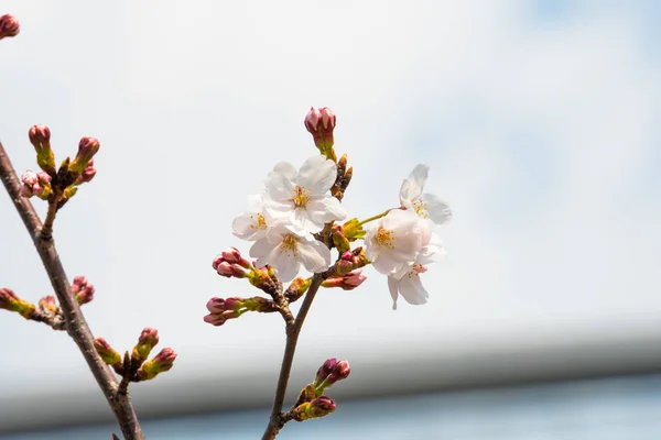 Kirschblüte im Frühling für Hintergrund oder Kopierraum für Text — Stockfoto