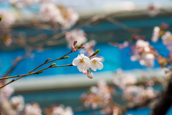 Fiori di ciliegio in primavera per lo sfondo o copiare lo spazio per il testo — Foto Stock