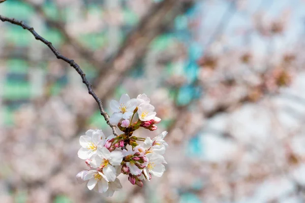 Flor de cerezo en primavera para el fondo o espacio de copia para el texto — Foto de Stock