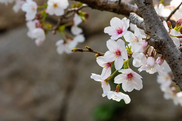 Baharda arkaplan için kiraz çiçeği ya da metin için kopyalama alanı 