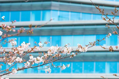 Baharda arkaplan için kiraz çiçeği ya da metin için kopyalama alanı 
