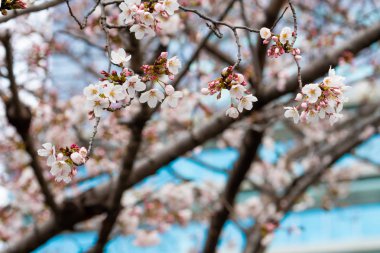 Baharda arkaplan için kiraz çiçeği ya da metin için kopyalama alanı 