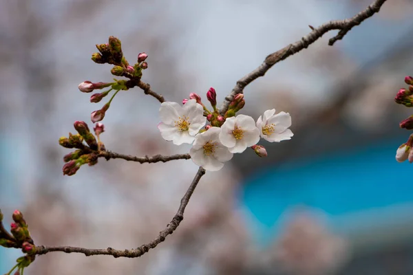 Fiori di ciliegio in primavera per lo sfondo o copiare lo spazio per il testo — Foto Stock