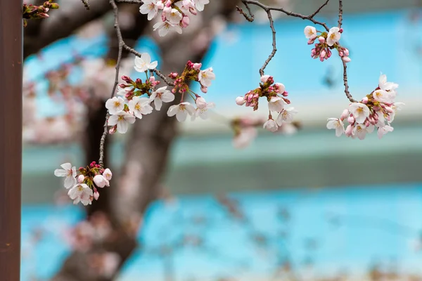 Kirschblüte im Frühling für Hintergrund oder Kopierraum für Text — Stockfoto